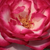 Biało - różowy - Róża wielkokwiatowa - Hybrid Tea - Atlas